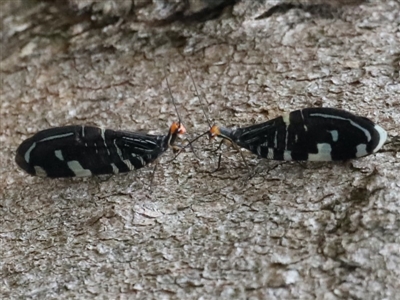 Porismus strigatus (Pied Lacewing) at Majura, ACT - 25 Mar 2020 by jb2602