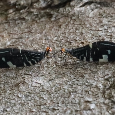 Porismus strigatus (Pied Lacewing) at Majura, ACT - 25 Mar 2020 by jb2602