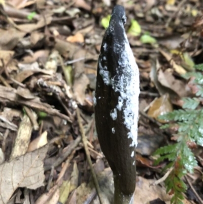 Drechmeria gunnii (Dark Vegetable Caterpillar) at Budderoo, NSW - 25 Mar 2020 by WattaWanderer