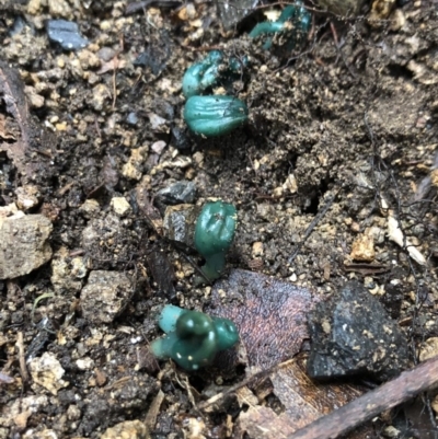 Microglossum viride (Green Earth tongue) at Budderoo, NSW - 25 Mar 2020 by WattaWanderer