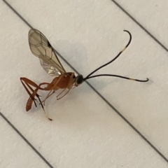 Stiromesostenus sp. (genus) (An ichneumon wasp) at Aranda, ACT - 25 Mar 2020 by Jubeyjubes