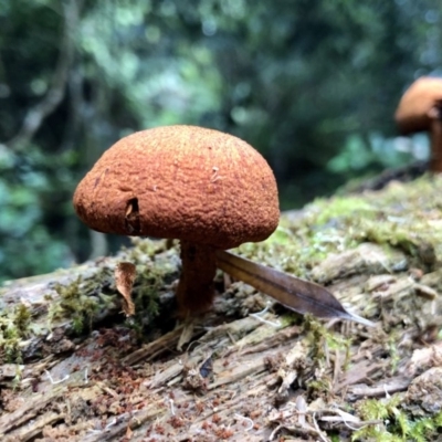 Gymnopilus sp. (Gymnopilus) at Wattamolla, NSW - 24 Mar 2020 by WattaWanderer