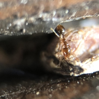 Monomorium sp. (genus) (A Monomorium ant) at Aranda, ACT - 25 Mar 2020 by Jubeyjubes