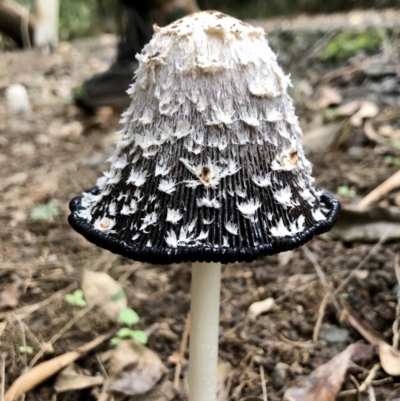 Coprinus comatus (Shaggy Ink Cap) at Wattamolla, NSW - 25 Mar 2020 by WattaWanderer