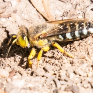 Bembix sp. (genus) at Chapman, ACT - 23 Mar 2020 11:11 AM