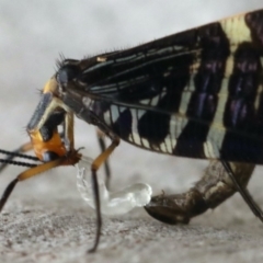 Porismus strigatus at Majura, ACT - 25 Mar 2020