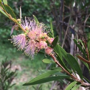 Callistemon sieberi at Yass, NSW - 25 Mar 2020 03:41 PM