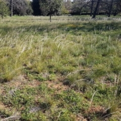 Austrostipa scabra (Corkscrew Grass, Slender Speargrass) at Bass Gardens Park, Griffith - 23 Mar 2020 by mcleana