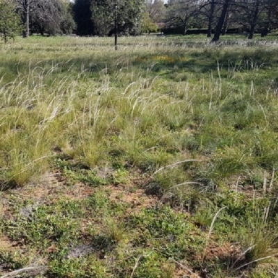 Austrostipa scabra (Corkscrew Grass, Slender Speargrass) at Bass Gardens Park, Griffith - 24 Mar 2020 by mcleana