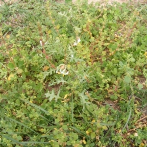 Solanum triflorum at Watson, ACT - 20 Mar 2020