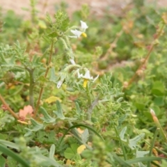 Solanum triflorum at Watson, ACT - 20 Mar 2020 12:00 AM