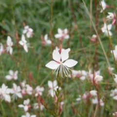 Oenothera lindheimeri (Clockweed) at Umbagong District Park - 20 Mar 2020 by MichaelMulvaney