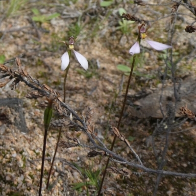 Eriochilus cucullatus (Parson's Bands) at Tuggeranong Hill - 26 Mar 2020 by Owen