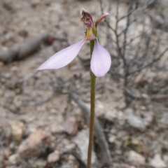 Eriochilus cucullatus (Parson's Bands) at Theodore, ACT - 26 Mar 2020 by Owen