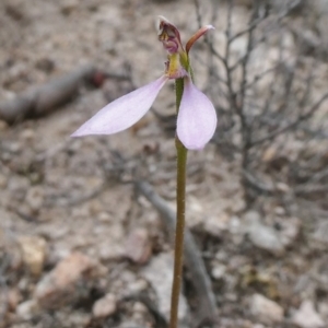 Eriochilus cucullatus at Theodore, ACT - 26 Mar 2020