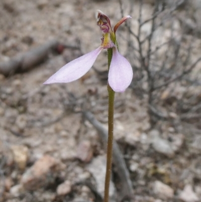 Eriochilus cucullatus (Parson's Bands) at Theodore, ACT - 26 Mar 2020 by Owen
