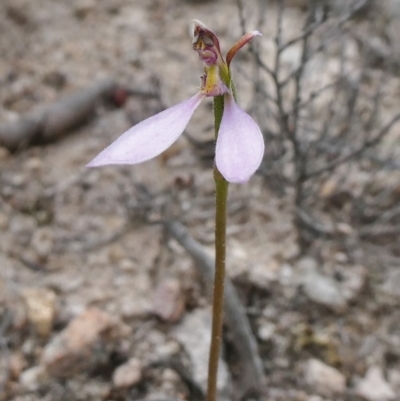 Eriochilus cucullatus (Parson's Bands) at Theodore, ACT - 26 Mar 2020 by owenh
