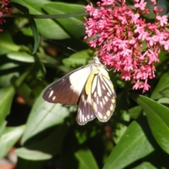 Belenois java (Caper White) at Curtin, ACT - 21 Mar 2020 by MichaelMulvaney