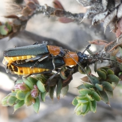 Chauliognathus tricolor (Tricolor soldier beetle) at Tuggeranong Hill - 26 Mar 2020 by Owen