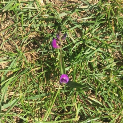 Glycine sp. at Federal Golf Course - 23 Mar 2020 by George