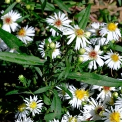 Symphyotrichum novi-belgii (Michaelmas Daisy) at Melba, ACT - 27 Mar 2020 by Kurt