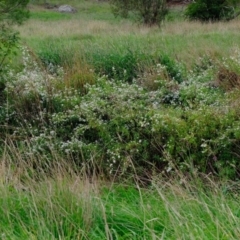 Symphyotrichum novi-belgii at Melba, ACT - 27 Mar 2020