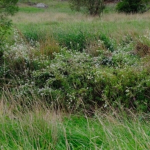 Symphyotrichum novi-belgii at Melba, ACT - 27 Mar 2020