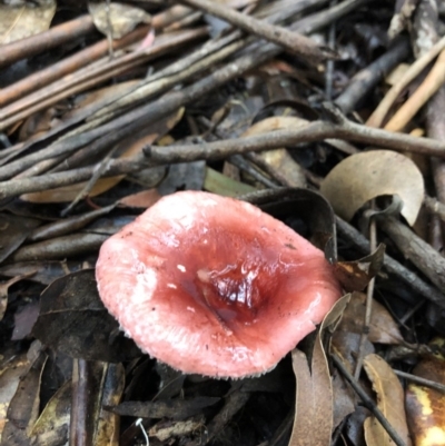 Russula sp. (genus) (Russula) at Wattamolla, NSW - 25 Mar 2020 by WattaWanderer