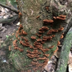 Cyclomyces setiporus at Budderoo, NSW - 25 Mar 2020 by WattaWanderer