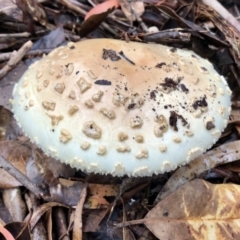 Amanita sp. (Amanita sp.) at Wattamolla, NSW - 25 Mar 2020 by WattaWanderer