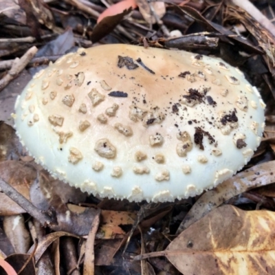 Amanita sp. (Amanita sp.) at Wattamolla, NSW - 24 Mar 2020 by WattaWanderer