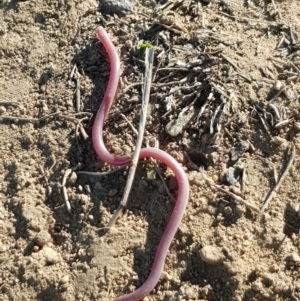 Anilios nigrescens at Russell, ACT - 26 Mar 2020