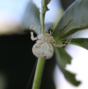 Zygometis xanthogaster at Hughes, ACT - 26 Mar 2020