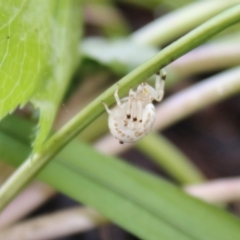 Zygometis xanthogaster at Hughes, ACT - 26 Mar 2020