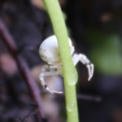 Zygometis xanthogaster at Hughes, ACT - 26 Mar 2020