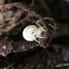 Zygometis xanthogaster at Hughes, ACT - 26 Mar 2020