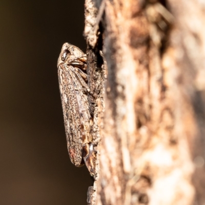 Putoniessa sp. (genus) (A leafhopper) at Umbagong District Park - 26 Mar 2020 by Roger