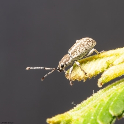 Titinia tenuis (Titinia weevil) at Umbagong District Park - 26 Mar 2020 by Roger