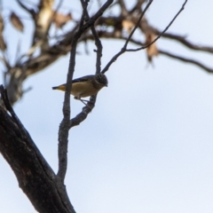 Pardalotus punctatus (Spotted Pardalote) at Bumbalong, NSW - 26 Mar 2020 by Adam at Bumbalong