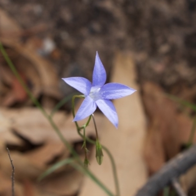 Wahlenbergia sp. (Bluebell) at Bumbalong, NSW - 26 Mar 2020 by AdamatBumbalong