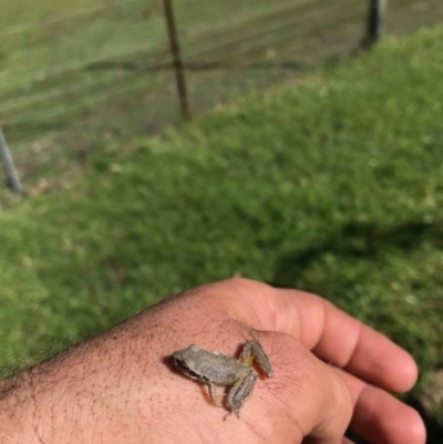 Litoria lesueuri at Budgong, NSW - 17 Mar 2020 by Ry