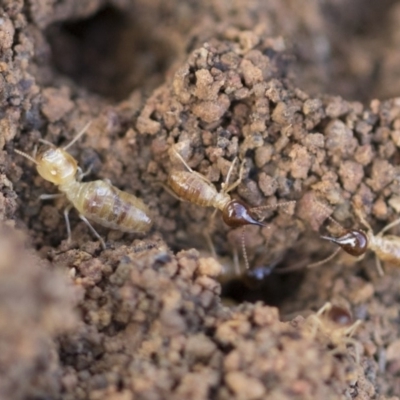 Nasutitermes (genus) (Snouted termite, Gluegun termite) at The Pinnacle - 14 Feb 2020 by AlisonMilton