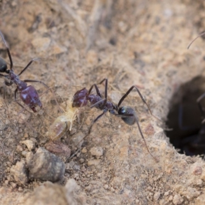 Iridomyrmex purpureus (Meat Ant) at The Pinnacle - 14 Feb 2020 by AlisonMilton