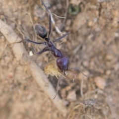 Iridomyrmex purpureus at Hawker, ACT - 14 Feb 2020