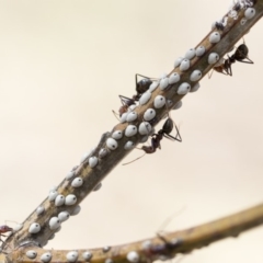 Cryptes baccatus (Wattle Tick Scale) at Dunlop, ACT - 13 Feb 2020 by AlisonMilton