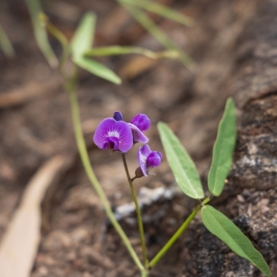 Glycine tabacina (Variable Glycine) at Bumbalong, NSW - 26 Mar 2020 by AdamatBumbalong