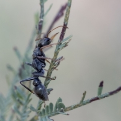 Myrmecia sp., pilosula-group (Jack jumper) at The Pinnacle - 14 Feb 2020 by AlisonMilton