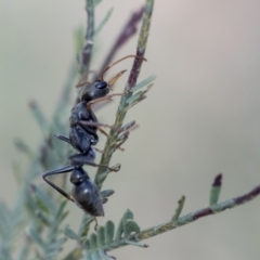 Myrmecia sp., pilosula-group (Jack jumper) at The Pinnacle - 13 Feb 2020 by AlisonMilton