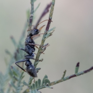 Myrmecia sp., pilosula-group at Dunlop, ACT - 14 Feb 2020