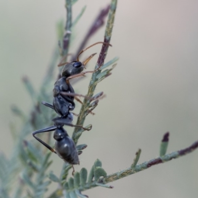 Myrmecia sp., pilosula-group (Jack jumper) at The Pinnacle - 14 Feb 2020 by AlisonMilton
